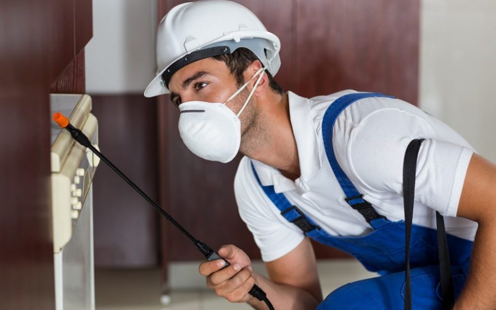 Protecting your home against pest invasion