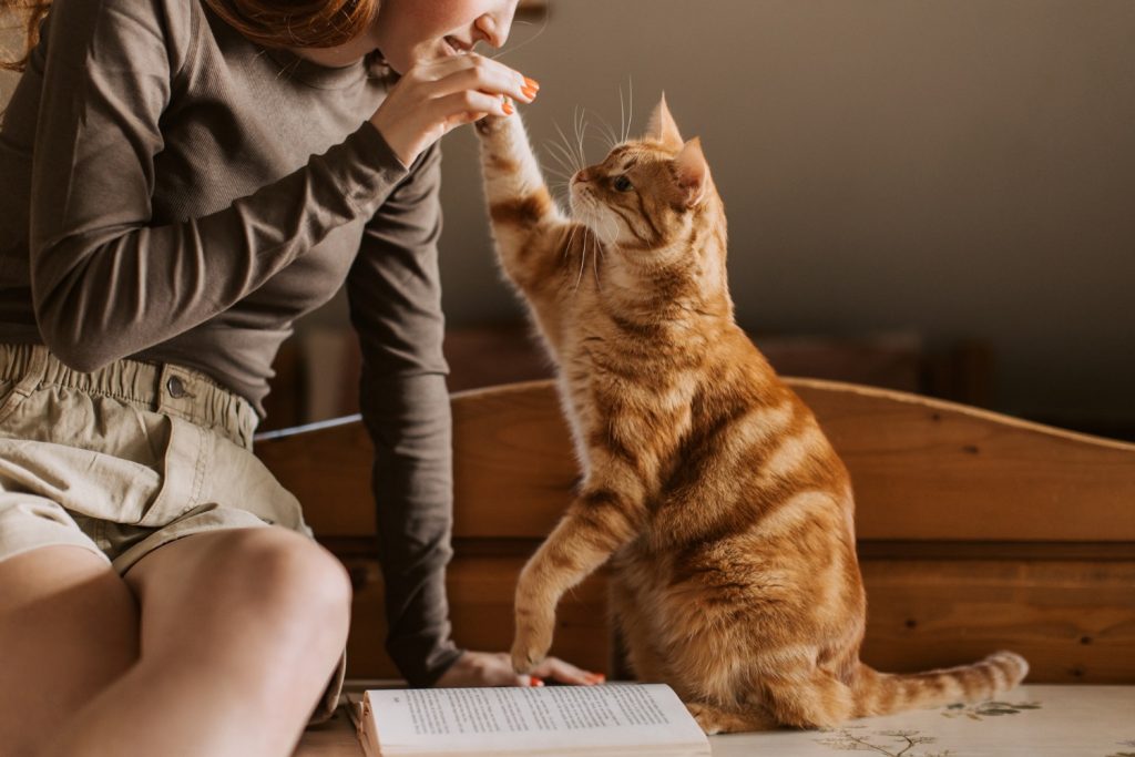 Thinking about a pet while renting? Here is what you need to know Thinking about a pet while renting? Here is what you need to know